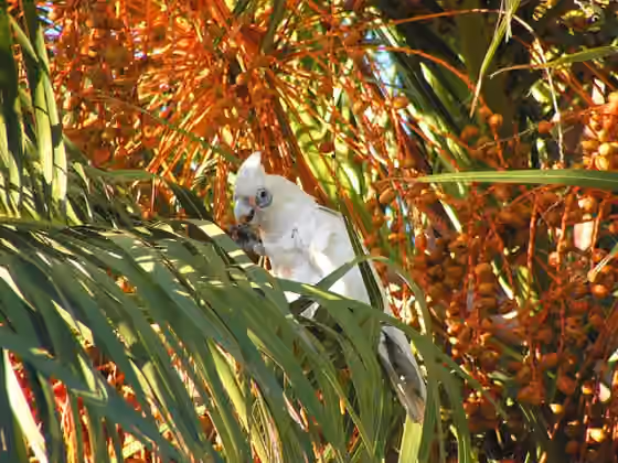 Dokumentasi Cacatua pastinator