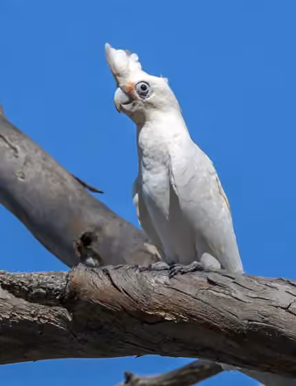 Dokumentasi Cacatua sanguinea