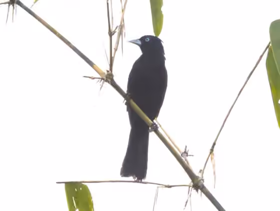 Dokumentasi Cacicus koepckeae