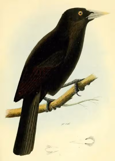 Ilustrasi Cacicus sclateri