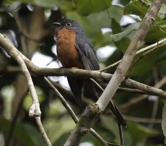 Dokumentasi Cacomantis castaneiventris