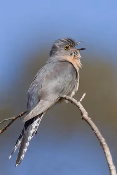 Dokumentasi Cacomantis flabelliformis