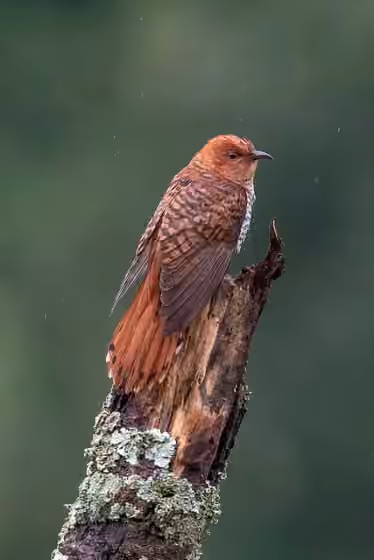 Dokumentasi Cacomantis passerinus
