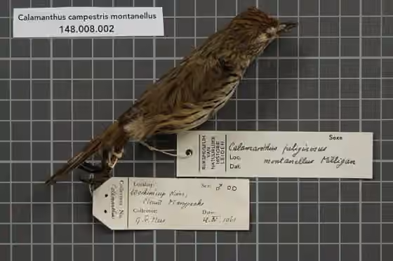 Spesimen koleksi Calamanthus montanellus dengan label koleksi