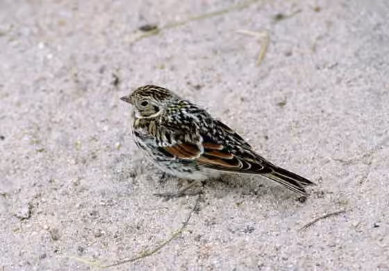 Dokumentasi Calcarius lapponicus