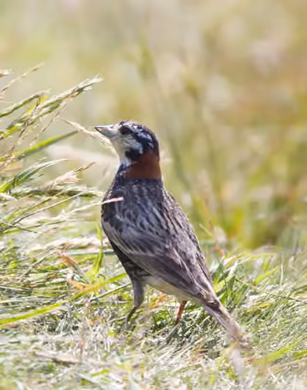 Dokumentasi Calcarius ornatus