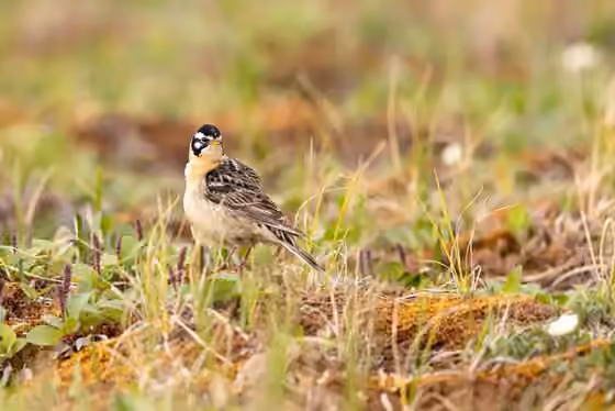 Dokumentasi Calcarius pictus