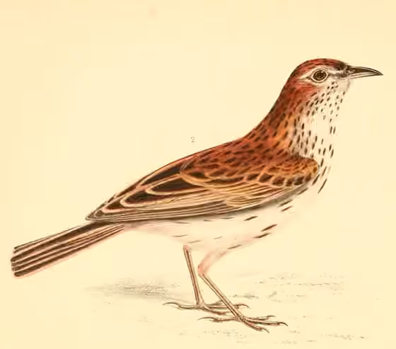 Ilustrasi Calendulauda albescens