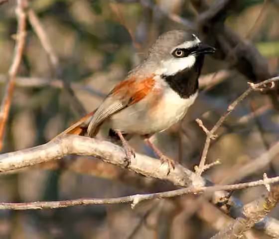 Dokumentasi Calicalicus rufocarpalis