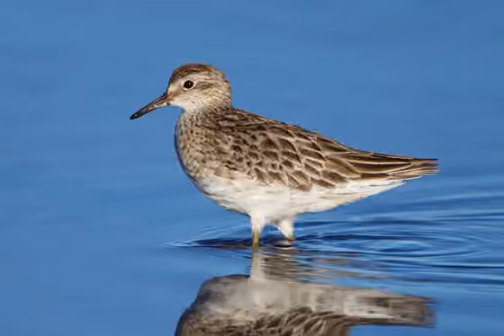 Dokumentasi Calidris acuminata