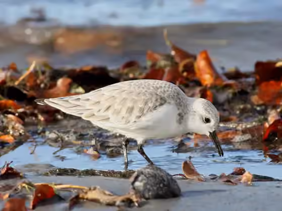 Dokumentasi Calidris alba
