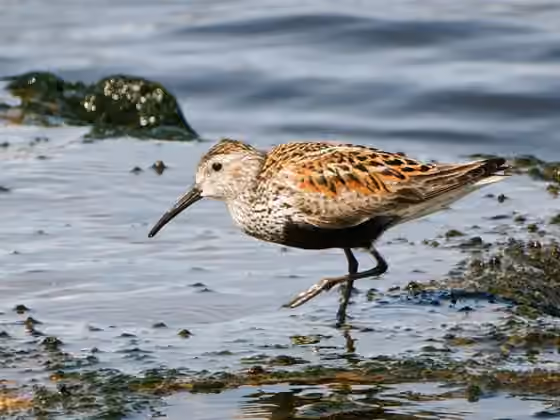 Dokumentasi Calidris alpina