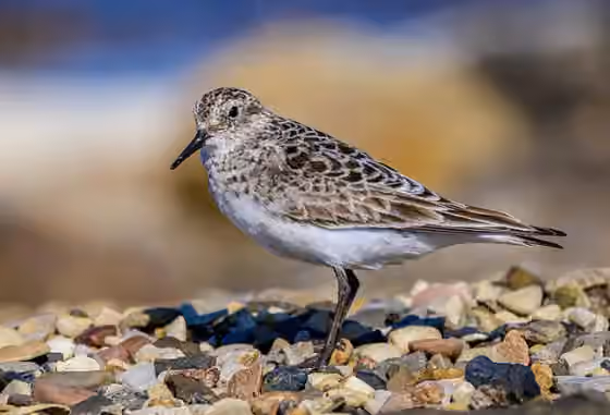 Dokumentasi Calidris bairdii