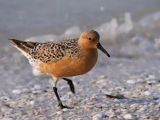 Dokumentasi Calidris canutus