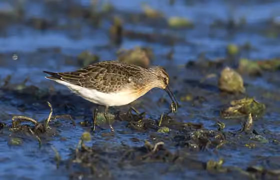 Dokumentasi Calidris ferruginea