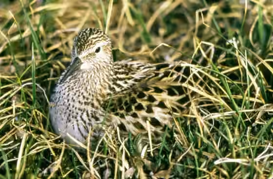 Dokumentasi Calidris fuscicollis