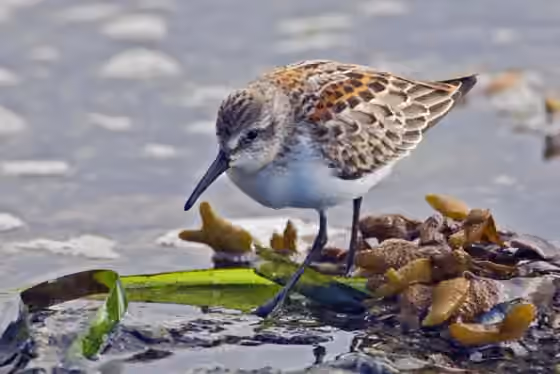 Dokumentasi Calidris mauri