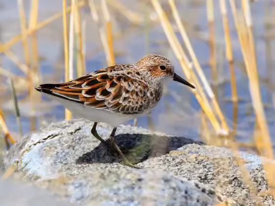 Dokumentasi Calidris minuta