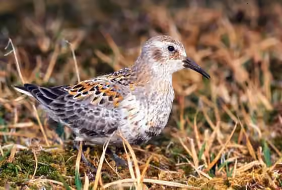 Dokumentasi Calidris ptilocnemis