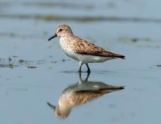 Dokumentasi Calidris pusilla