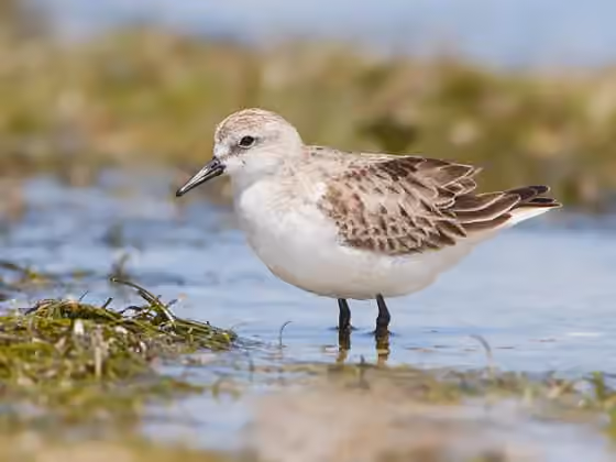 Dokumentasi Calidris ruficollis