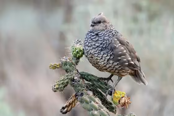Dokumentasi Callipepla squamata