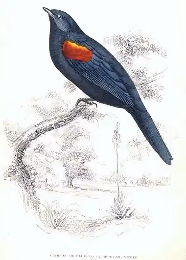 Ilustrasi Campephaga phoenicea