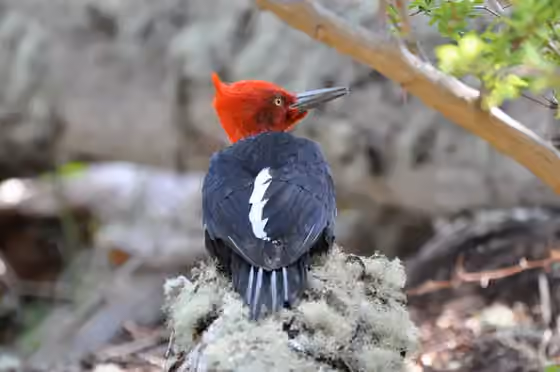Dokumentasi Campephilus magellanicus