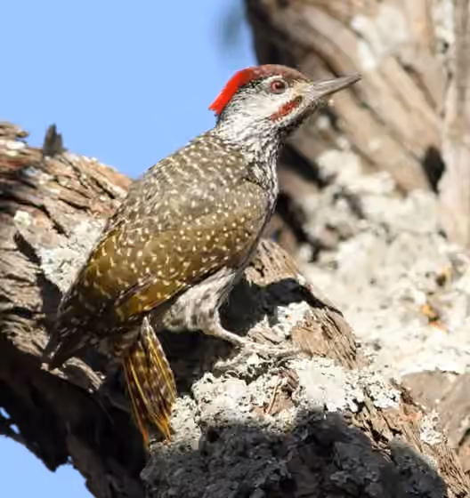 Dokumentasi Campethera abingoni