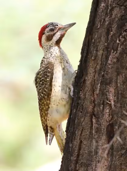 Dokumentasi Campethera bennettii