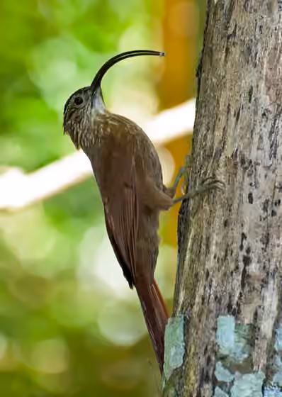 Dokumentasi Campylorhamphus falcularius