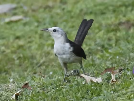 Dokumentasi Campylorhynchus albobrunneus