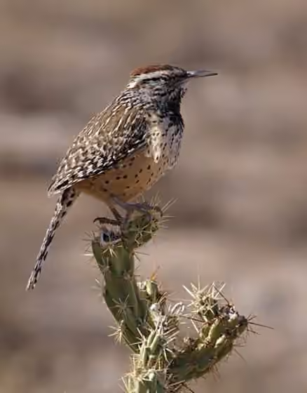Dokumentasi Campylorhynchus brunneicapillus
