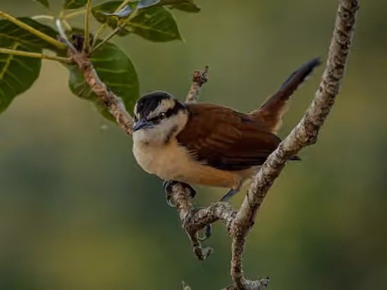 Dokumentasi Campylorhynchus chiapensis