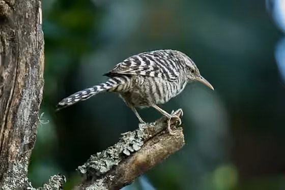 Dokumentasi Campylorhynchus fasciatus