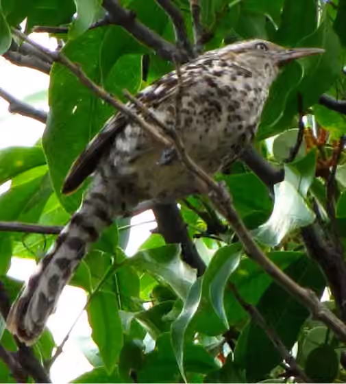 Dokumentasi Campylorhynchus nuchalis
