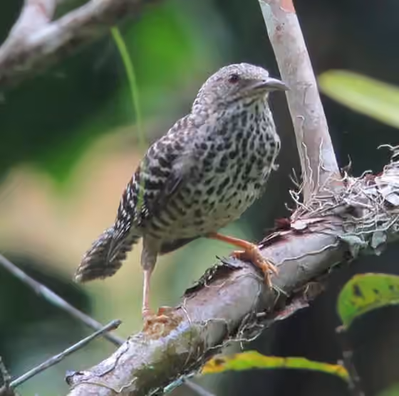 Dokumentasi Campylorhynchus zonatus