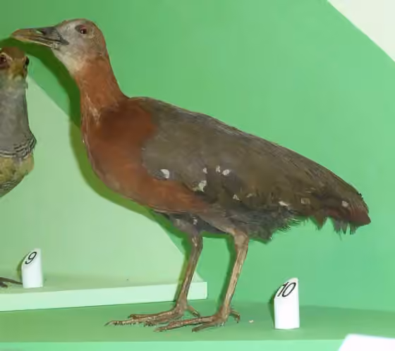Dokumentasi Canirallus oculeus