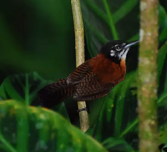 Dokumentasi Cantorchilus nigricapillus