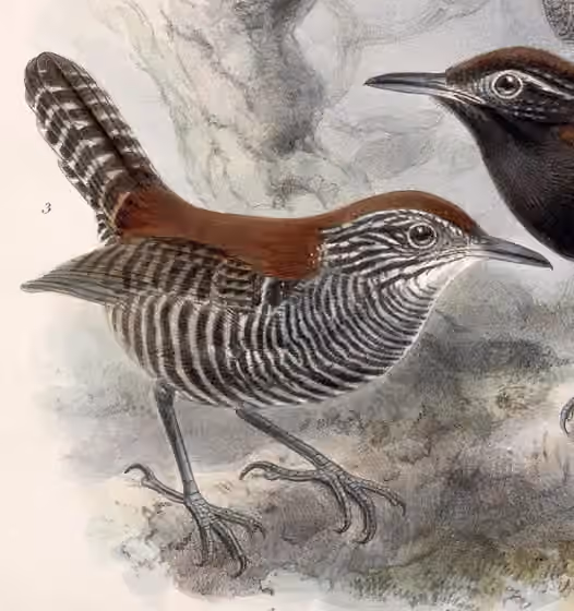 Ilustrasi Cantorchilus semibadius