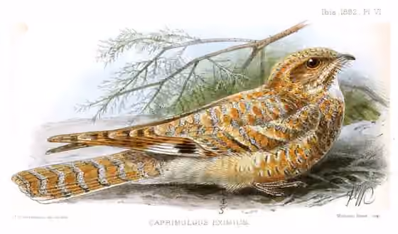 Ilustrasi Caprimulgus eximius