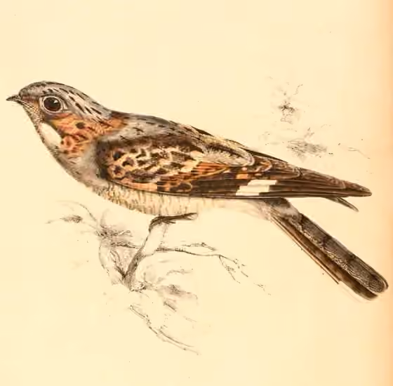 Ilustrasi Caprimulgus rufigena