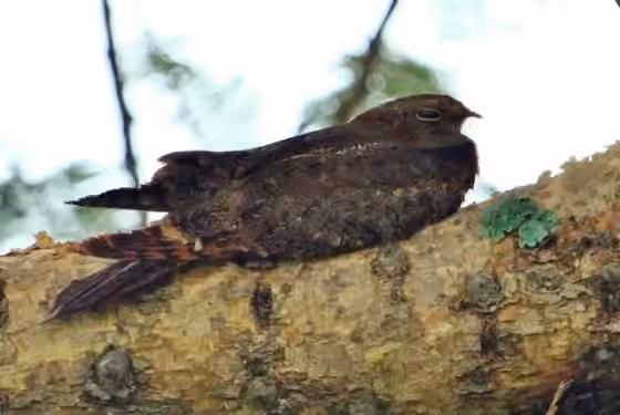 Dokumentasi Caprimulgus vexillarius