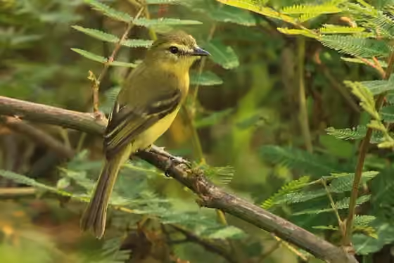 Dokumentasi Capsiempis flaveola