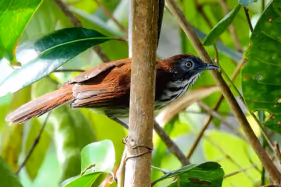 Dokumentasi Mixornis bornensis