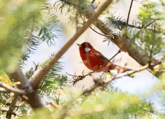 Dokumentasi Cardellina rubra