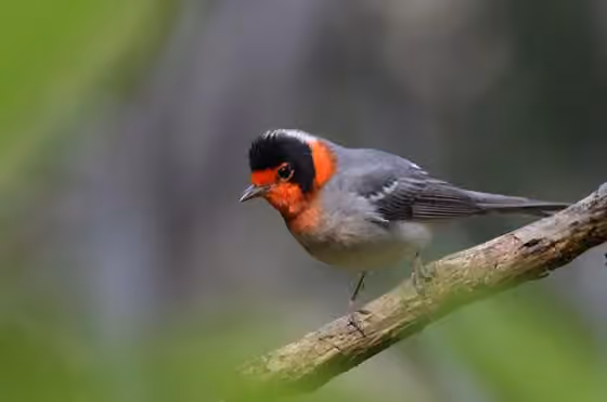 Dokumentasi Cardellina rubrifrons