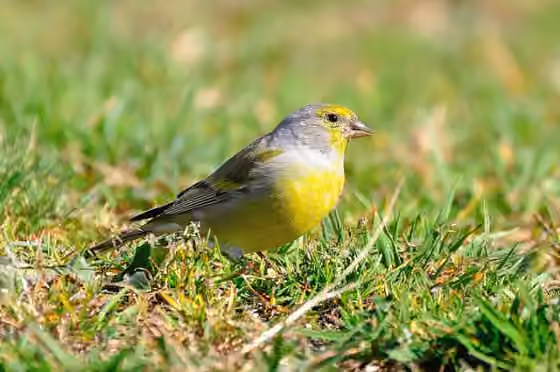 Dokumentasi Carduelis citrinella