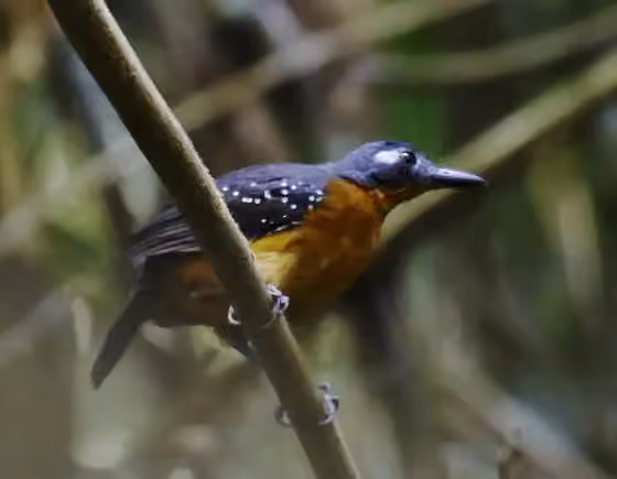 Dokumentasi Myrmelastes hyperythrus