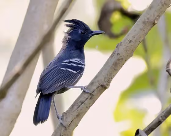 Dokumentasi Myrmoborus lophotes